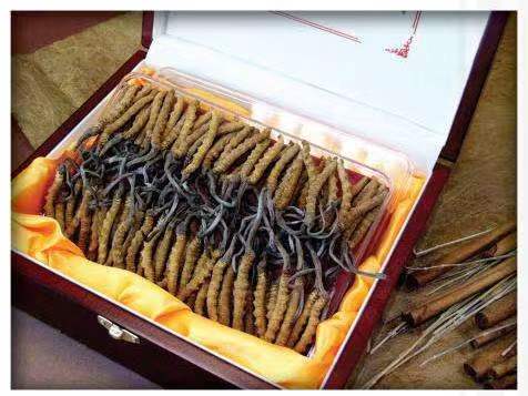 三乡镇冬虫夏草回收